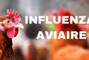 Influenza Aviaire 04 12 2024