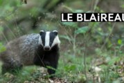 Arrêté portant sur la régulation de l’espèce Blaireau dans le département de l’Ain